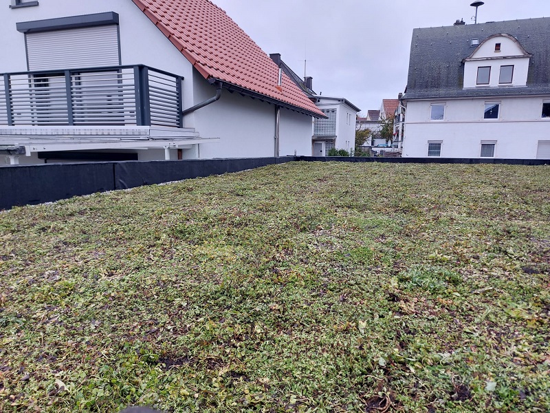 Hoeveel gewicht kan een groendak aan?