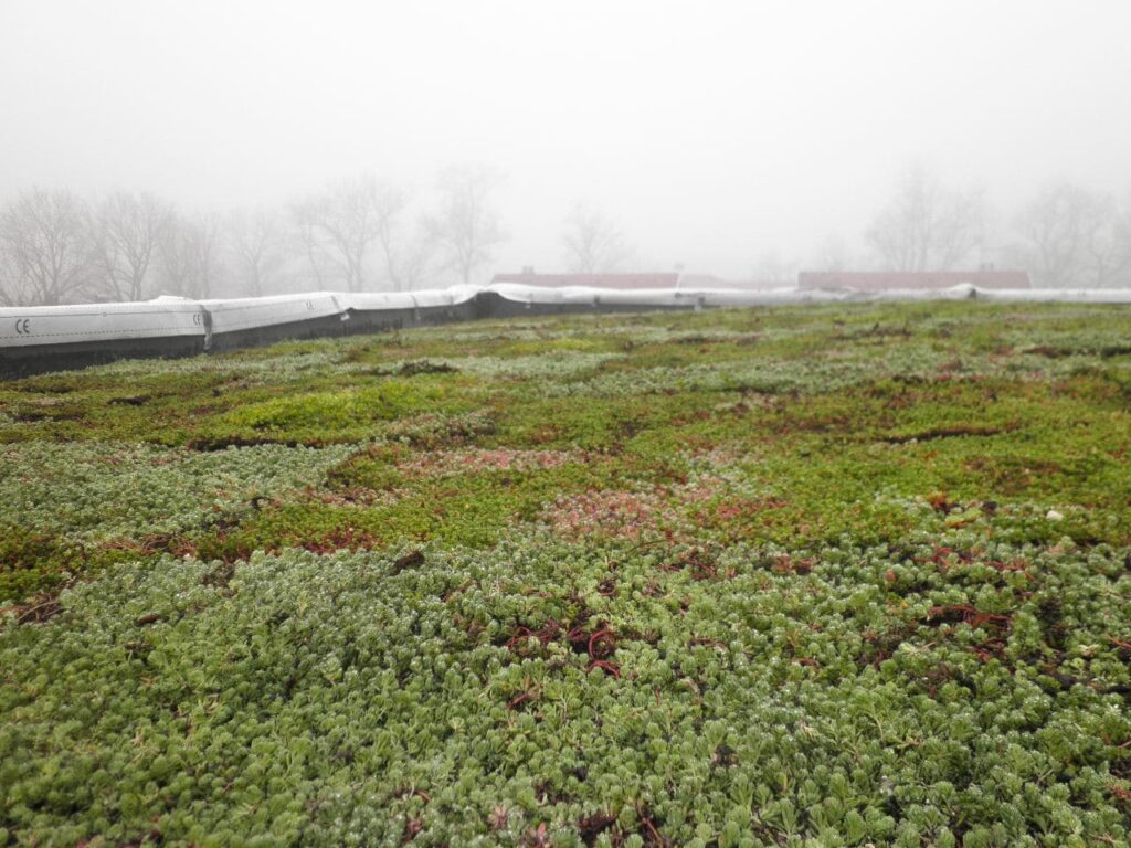 Hoe herstel je een beschadigd groendak?