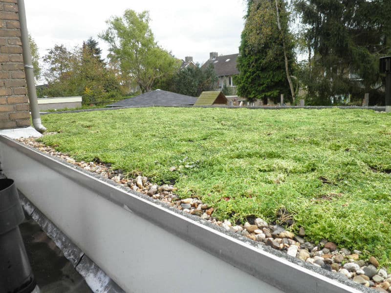 Welke planten voor groendak?