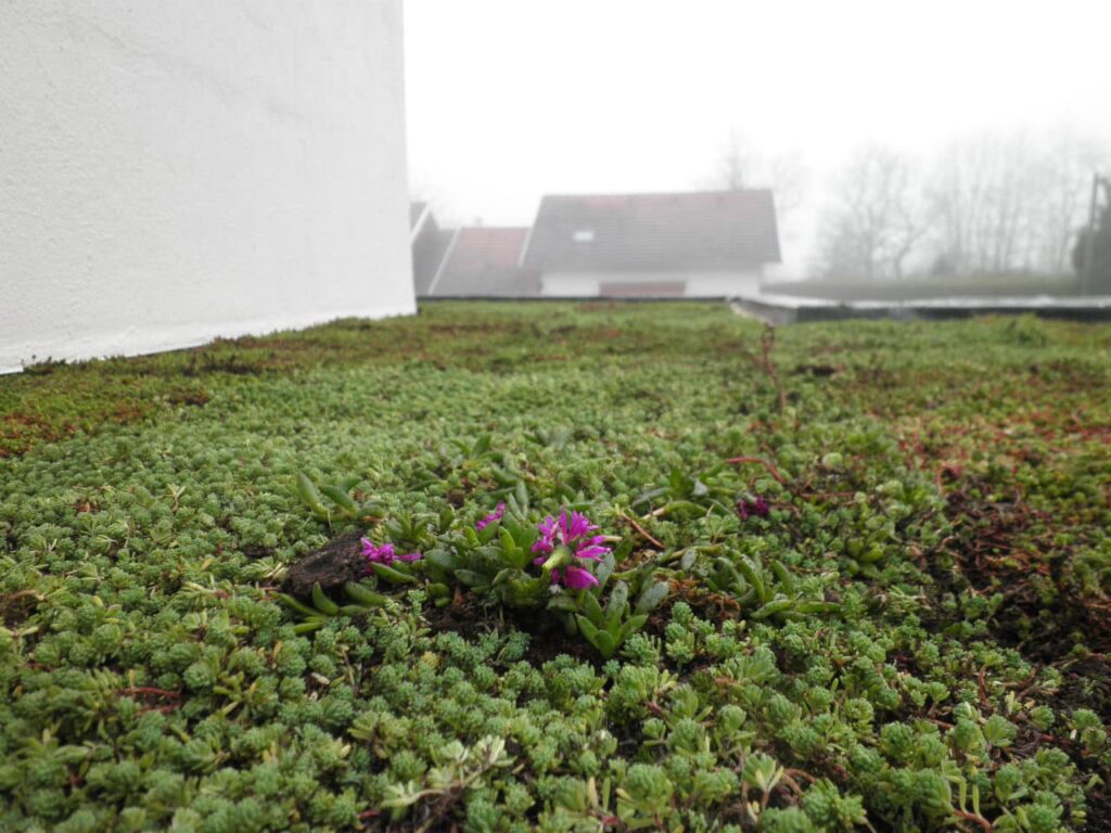 Groendak aanleggen
